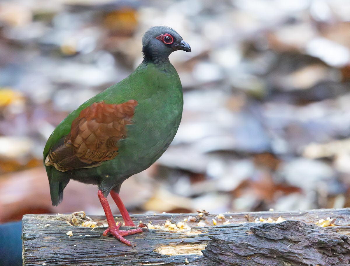 Crested Partridge - ML644765643