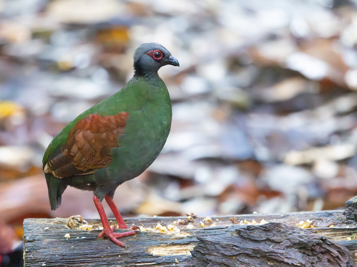 Crested Partridge - ML644765644