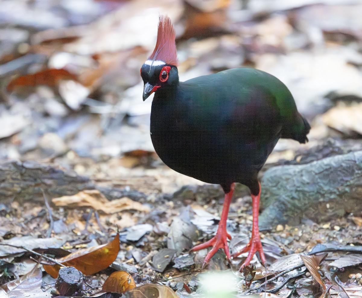 Crested Partridge - ML644765647