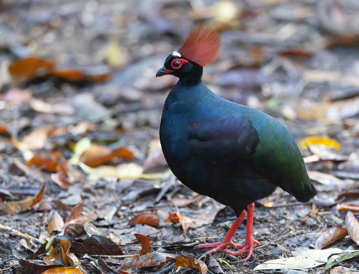 Crested Partridge - ML644765648
