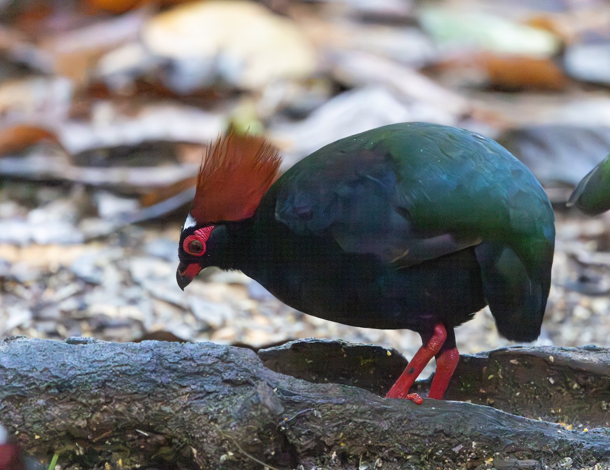 Crested Partridge - ML644765649