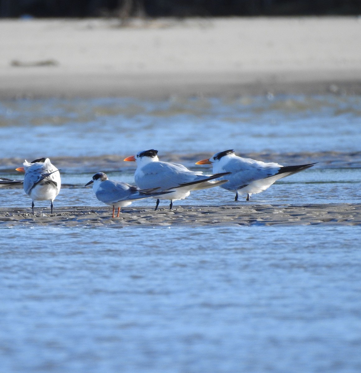 Forster's Tern - ML644765652
