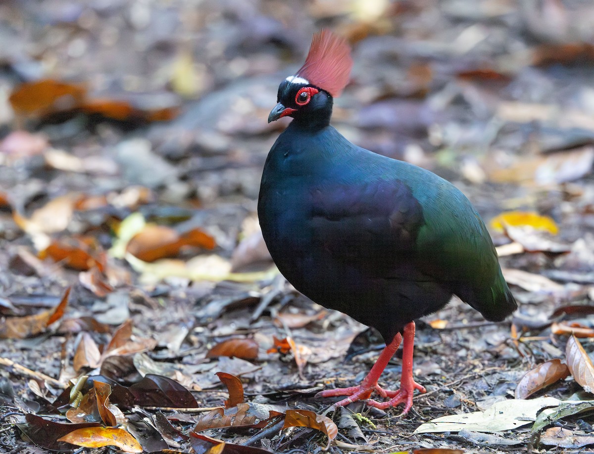 Crested Partridge - ML644765653