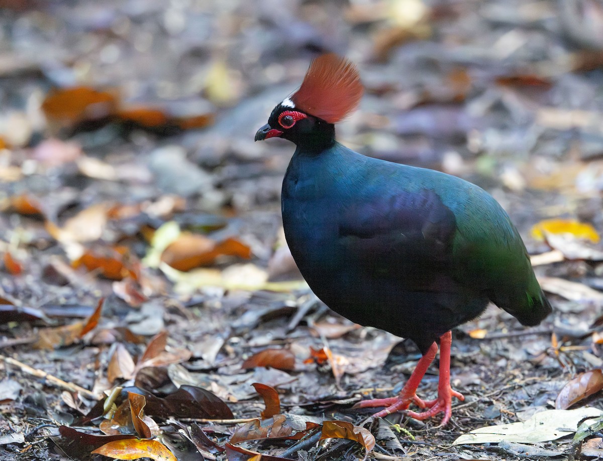 Crested Partridge - ML644765654