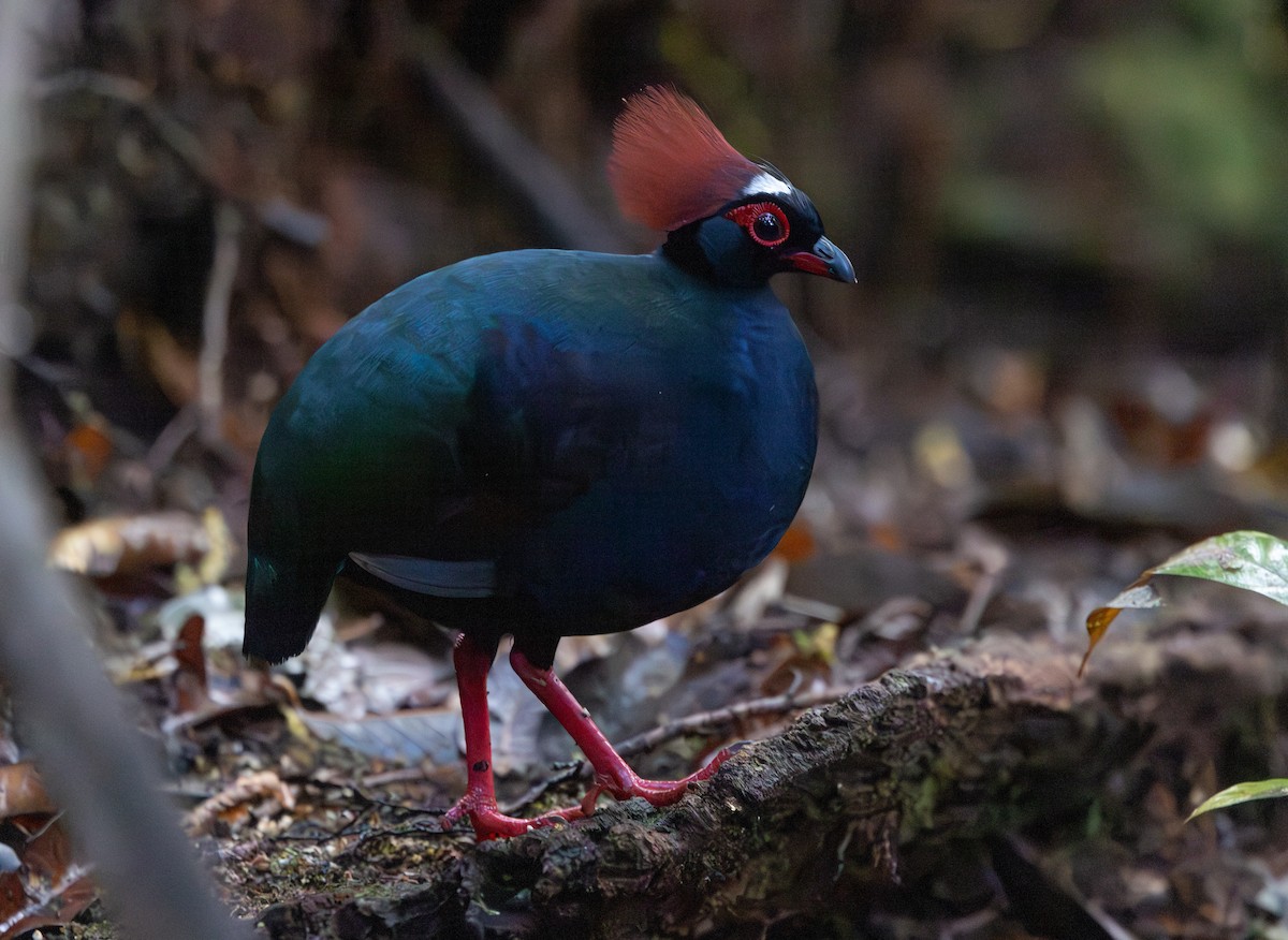 Crested Partridge - ML644765655