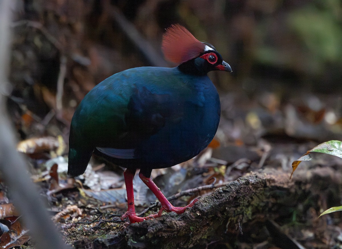 Crested Partridge - ML644765656