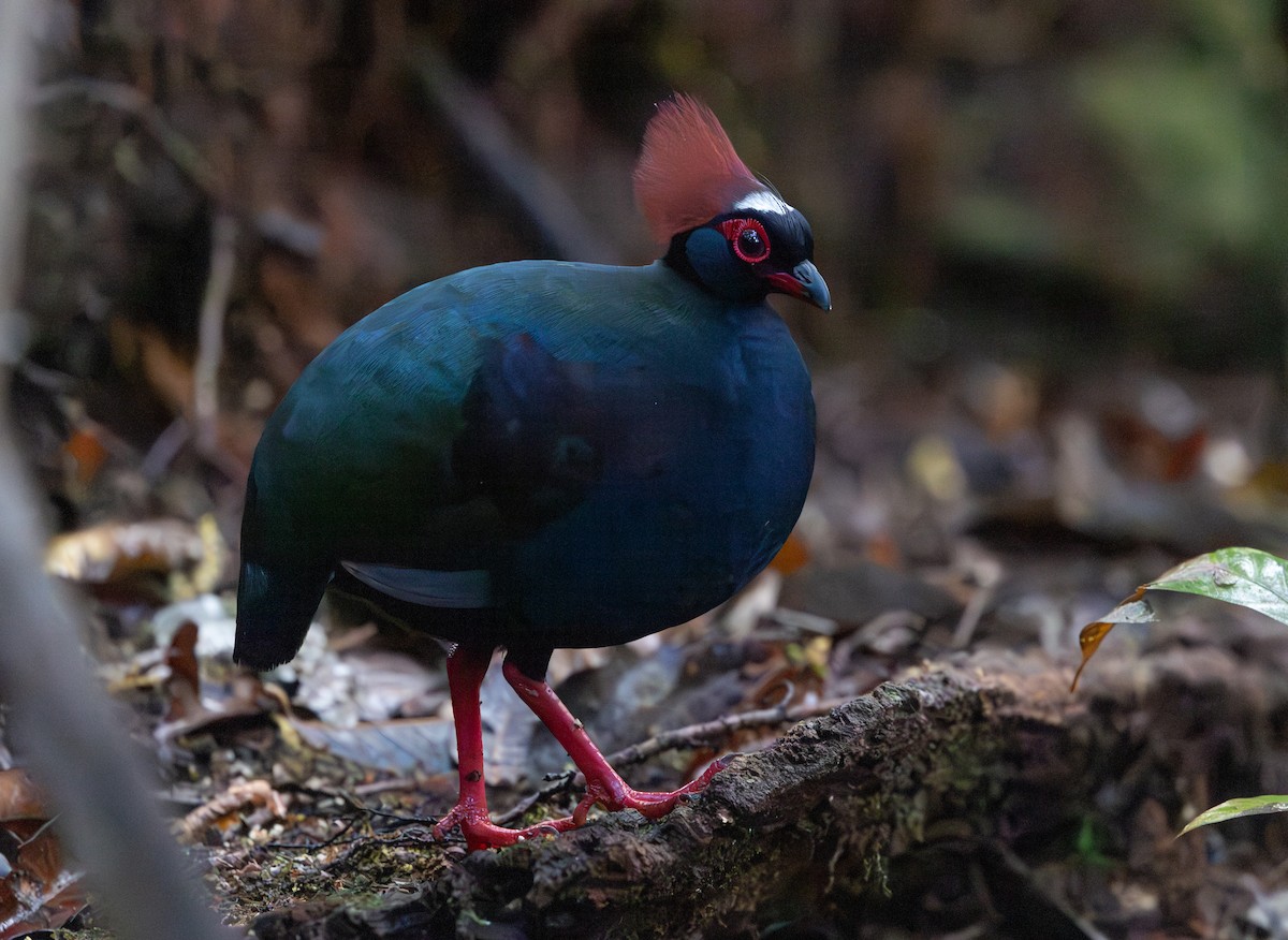 Crested Partridge - ML644765657