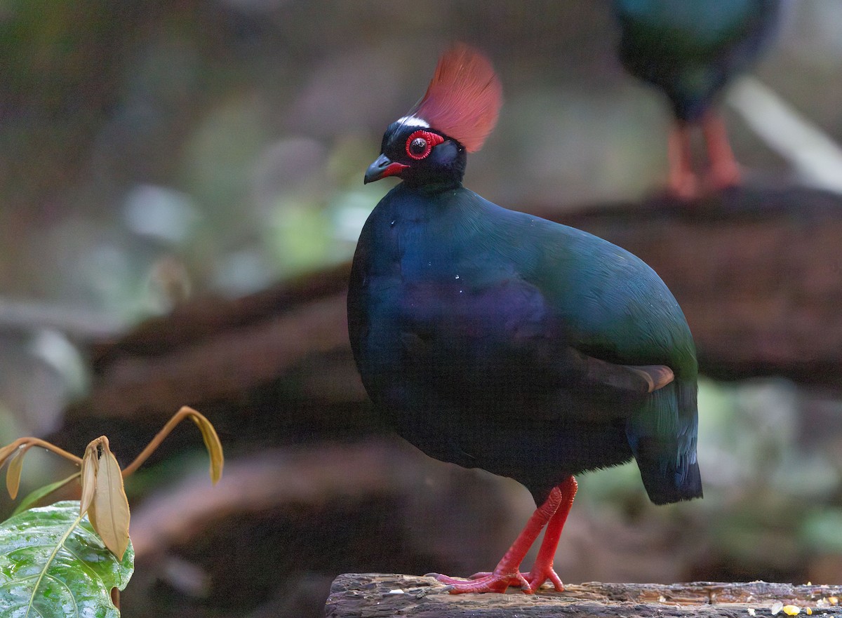 Crested Partridge - ML644765658