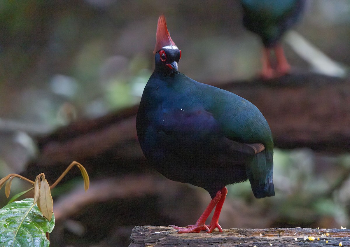 Crested Partridge - ML644765659