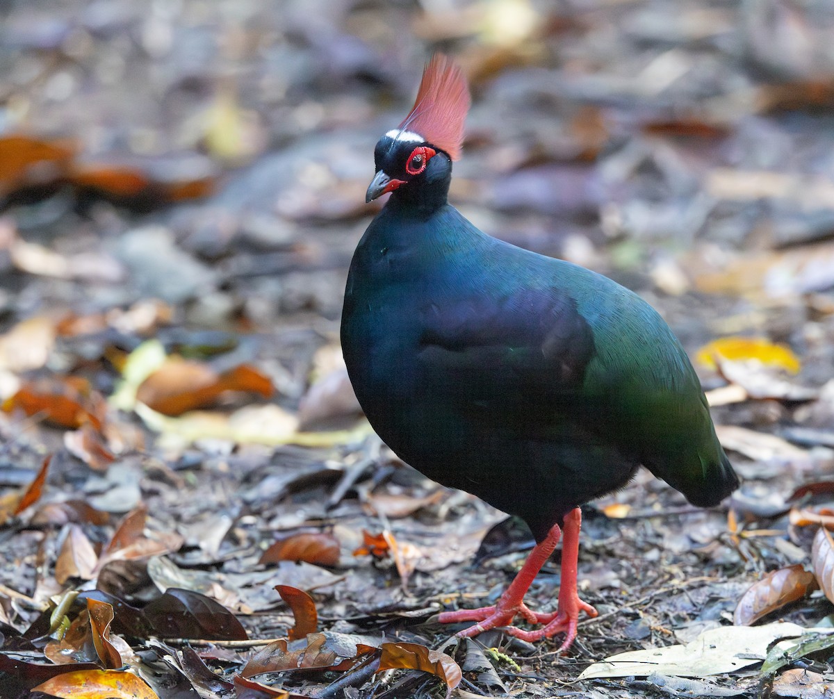 Crested Partridge - ML644765660