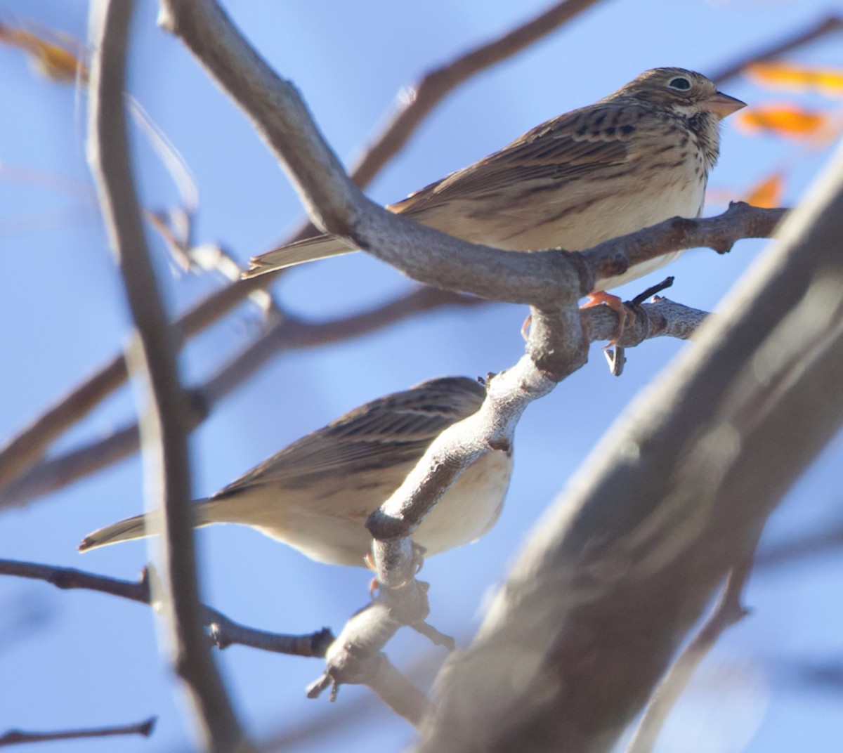 Vesper Sparrow - ML644765661