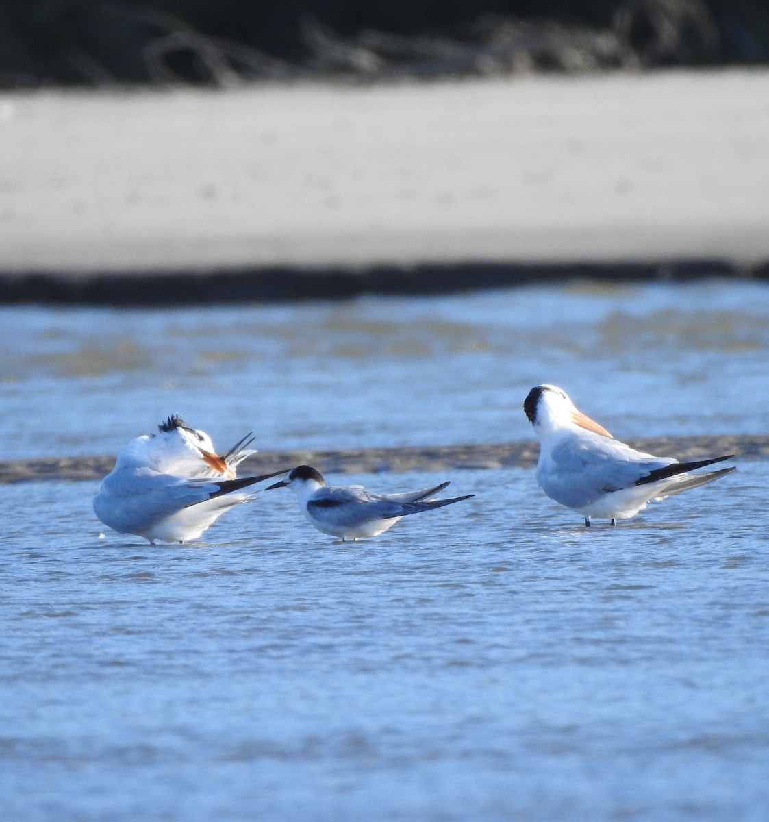 燕鷗 - ML644765662