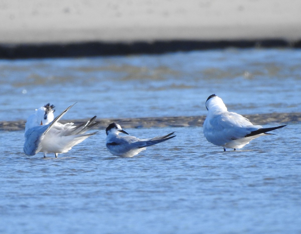 燕鷗 - ML644765663