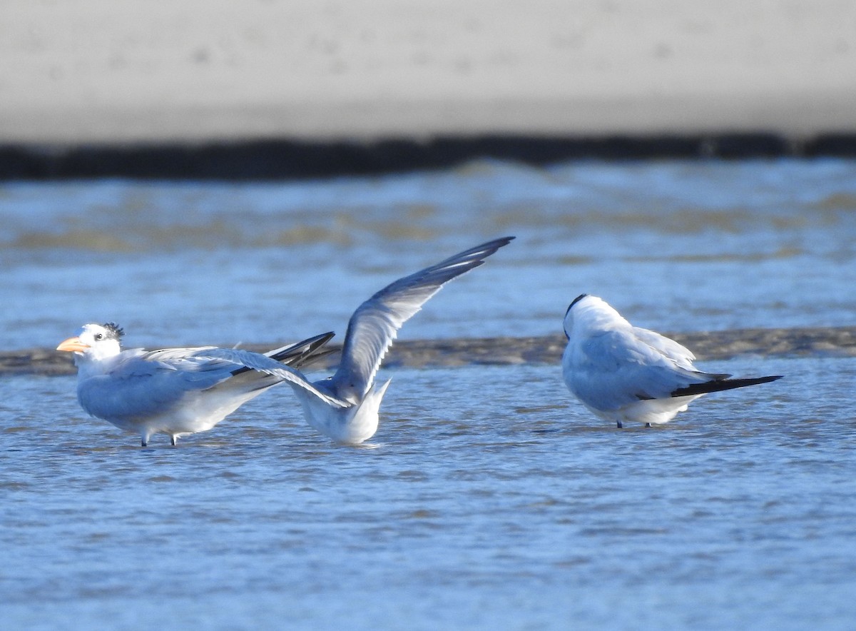 燕鷗 - ML644765664