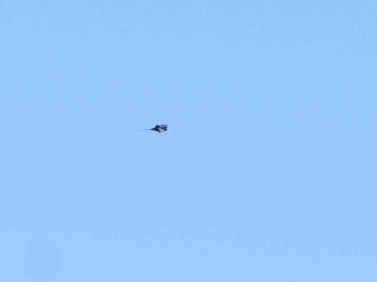 פריגט גדול - ML644765672