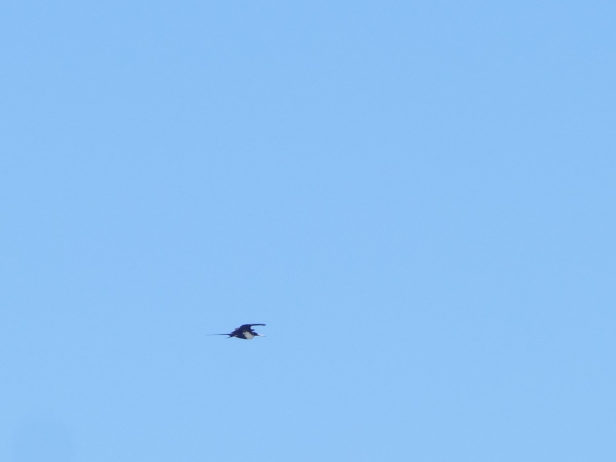 פריגט גדול - ML644765673