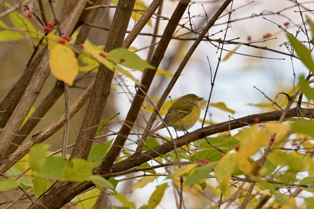 White-eyed Vireo - ML644765674