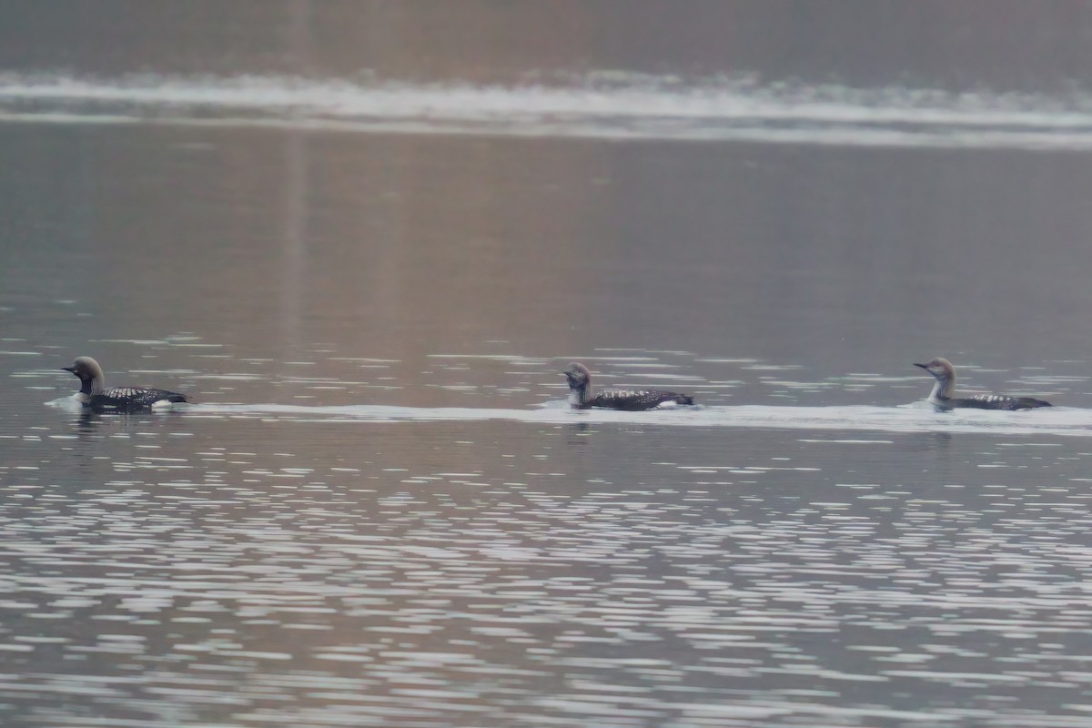 Хилэн гүеэт гахууна - ML644765677