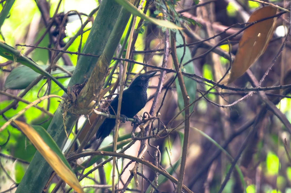Goeldi's Antbird - ML644765706