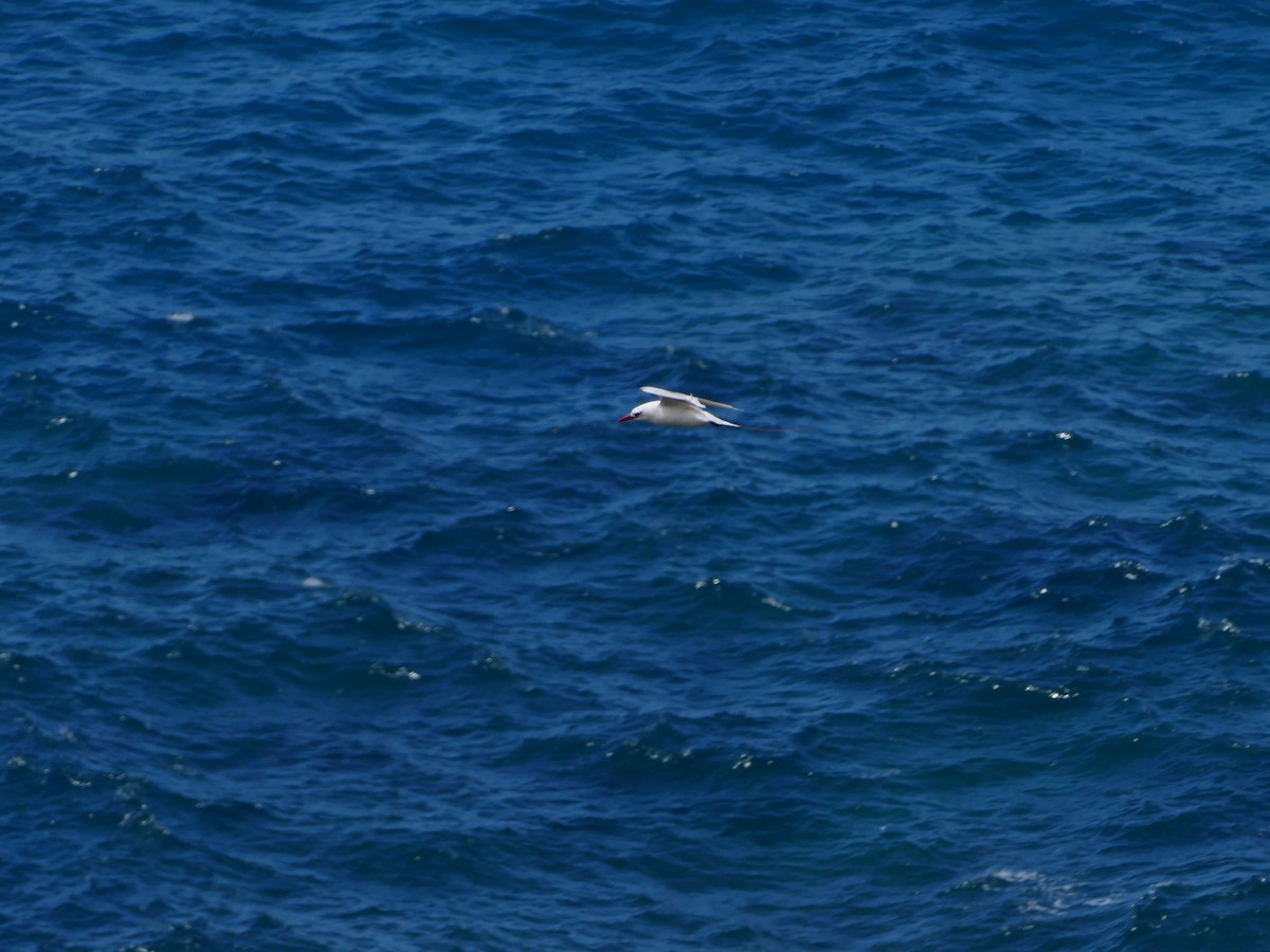 Red-tailed Tropicbird - ML644765711