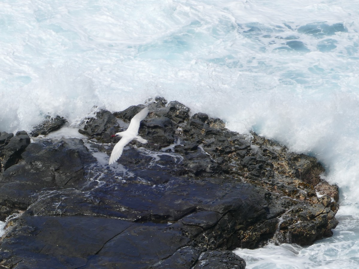 Red-tailed Tropicbird - ML644765713
