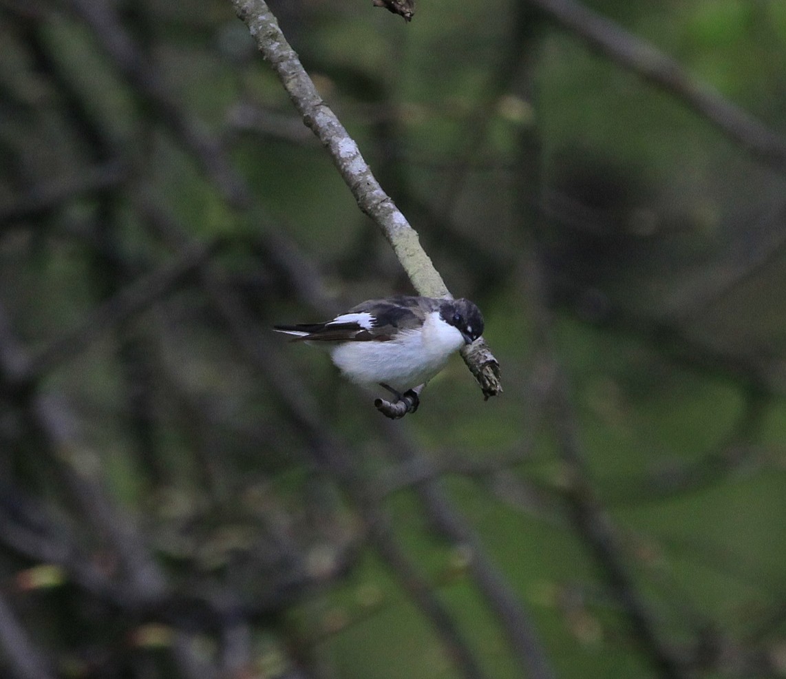 European Pied Flycatcher - ML644765716