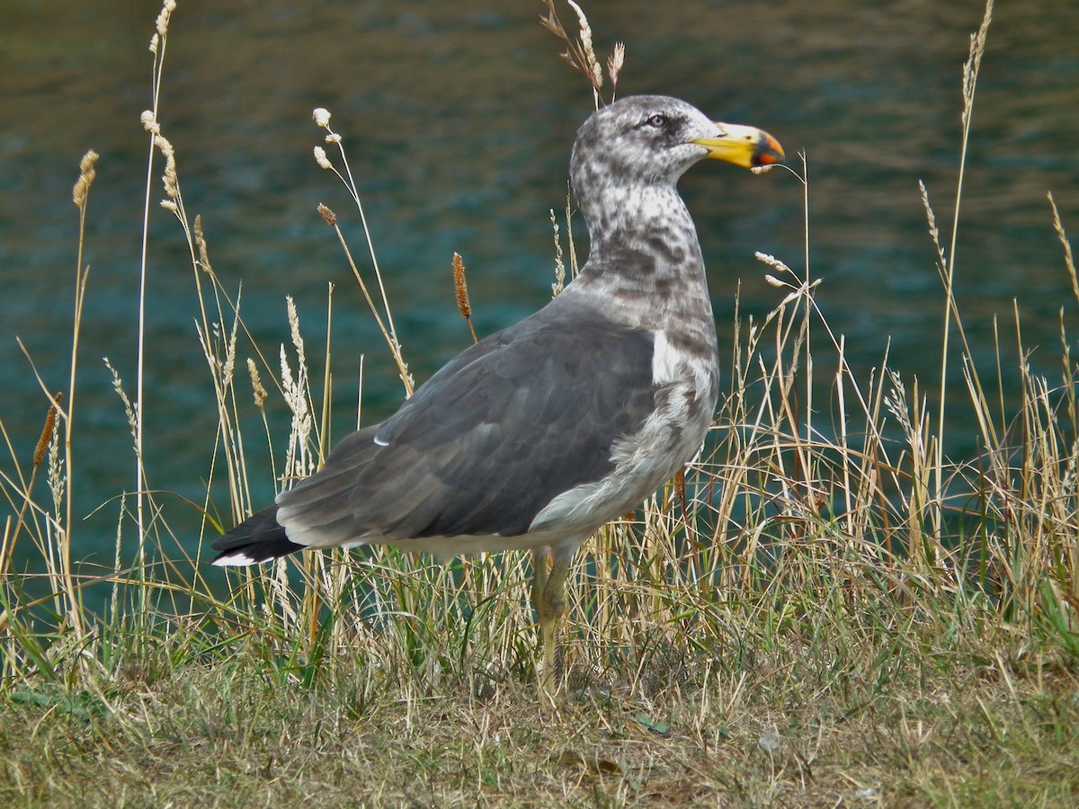 Pacific Gull - ML644765727