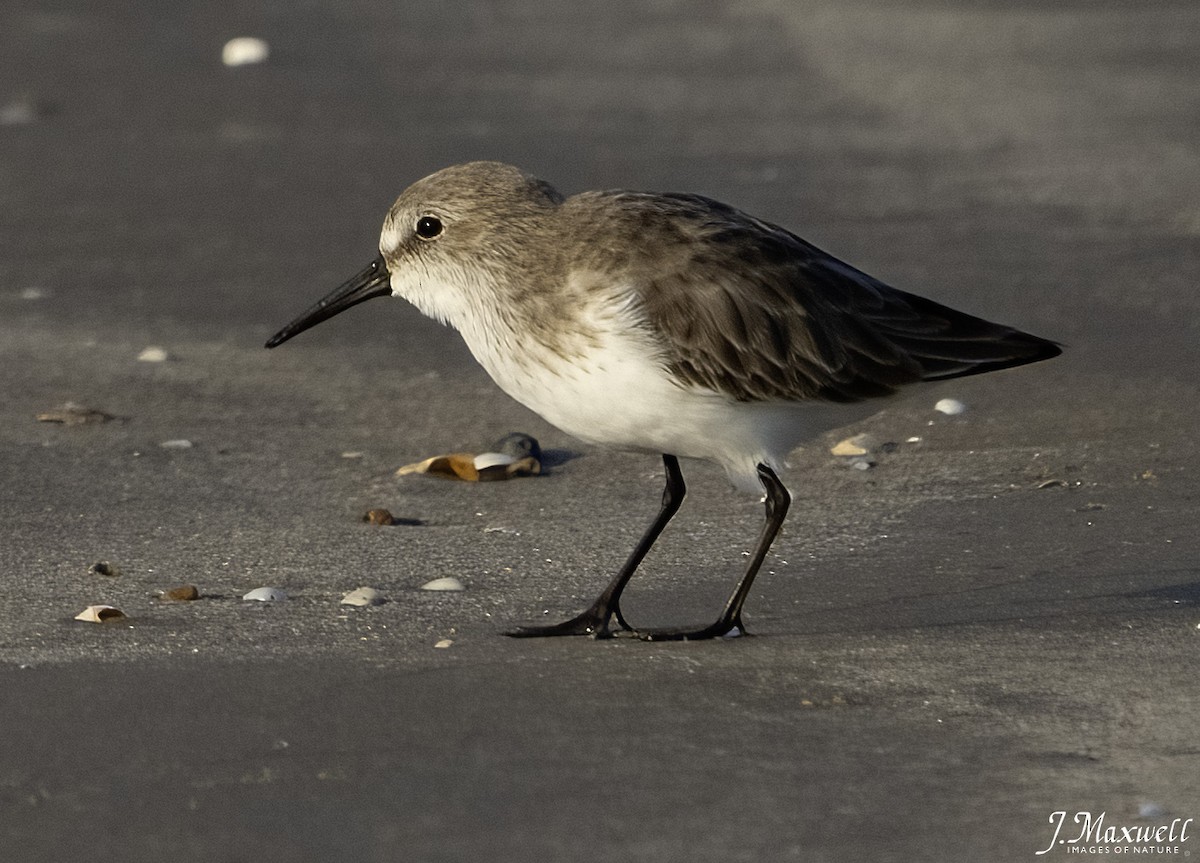 Gambecchio dell'Alaska - ML644765731