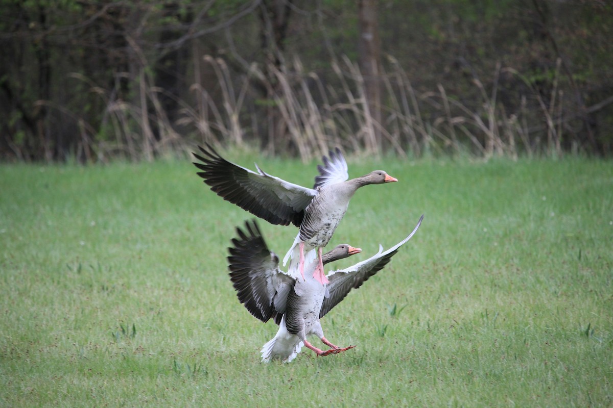 Graylag Goose - ML644765737