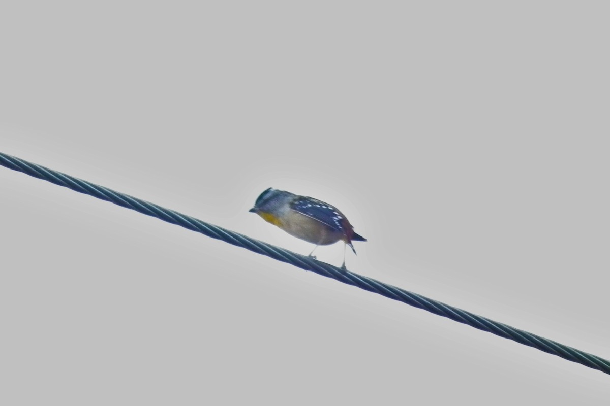 Spotted Pardalote - ML644765739