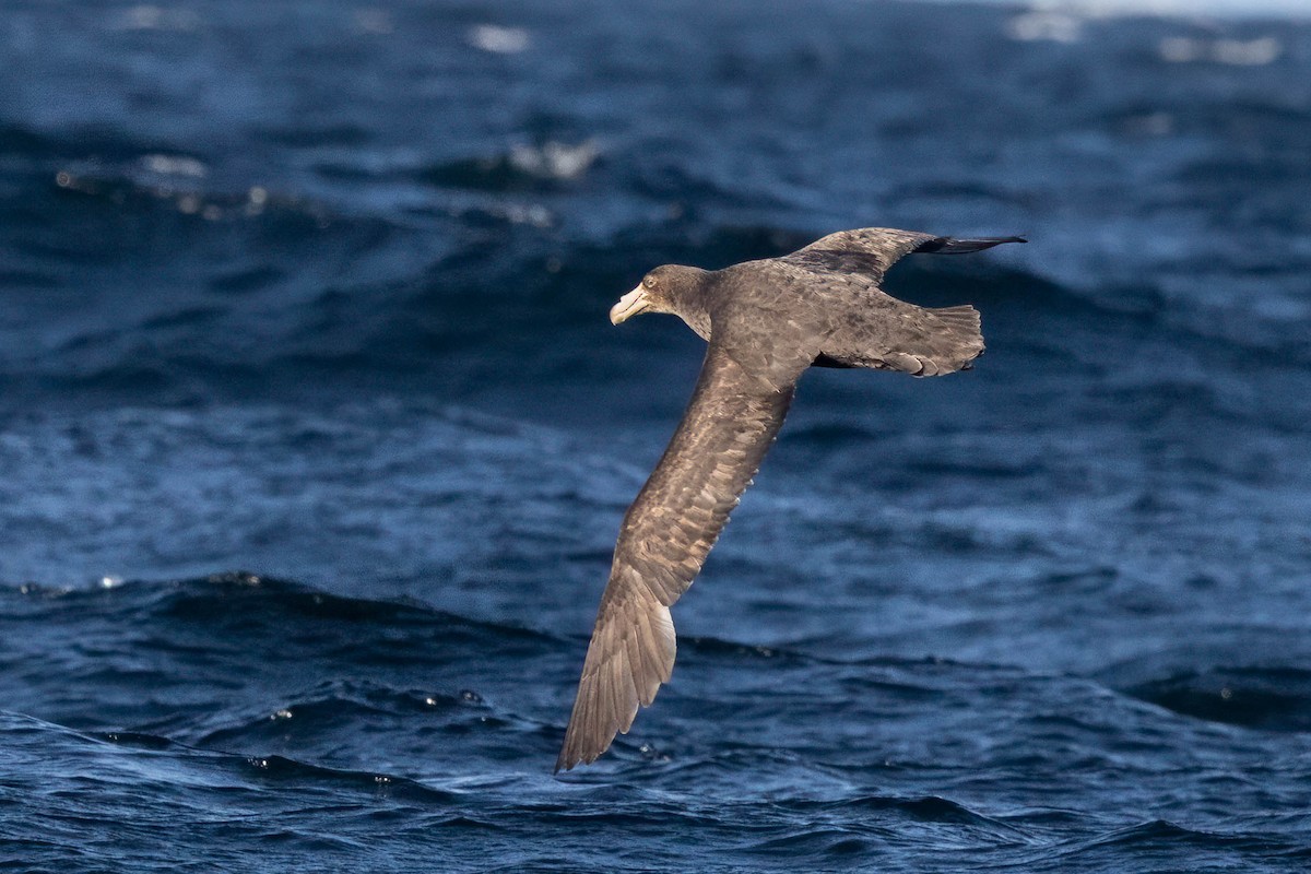 Northern Giant-Petrel - ML644765741