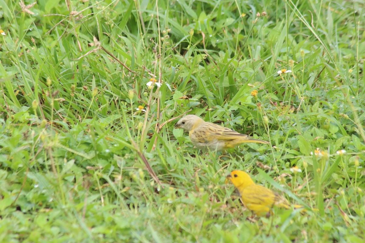 Saffron Finch - ML644765742