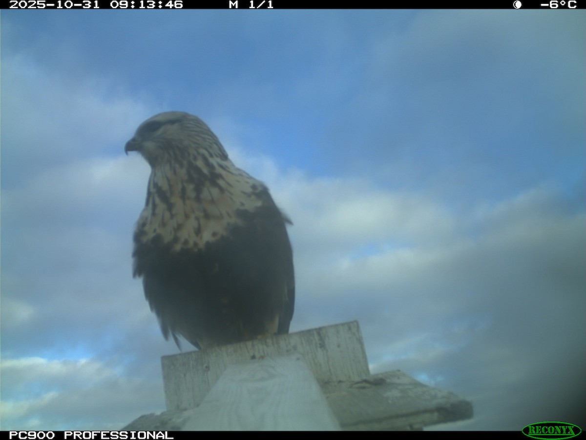 Rough-legged Hawk - ML644765754