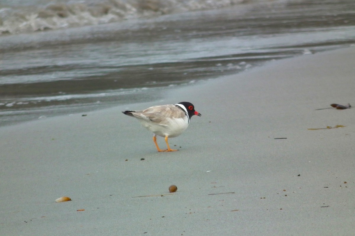 Hooded Plover - ML644765756
