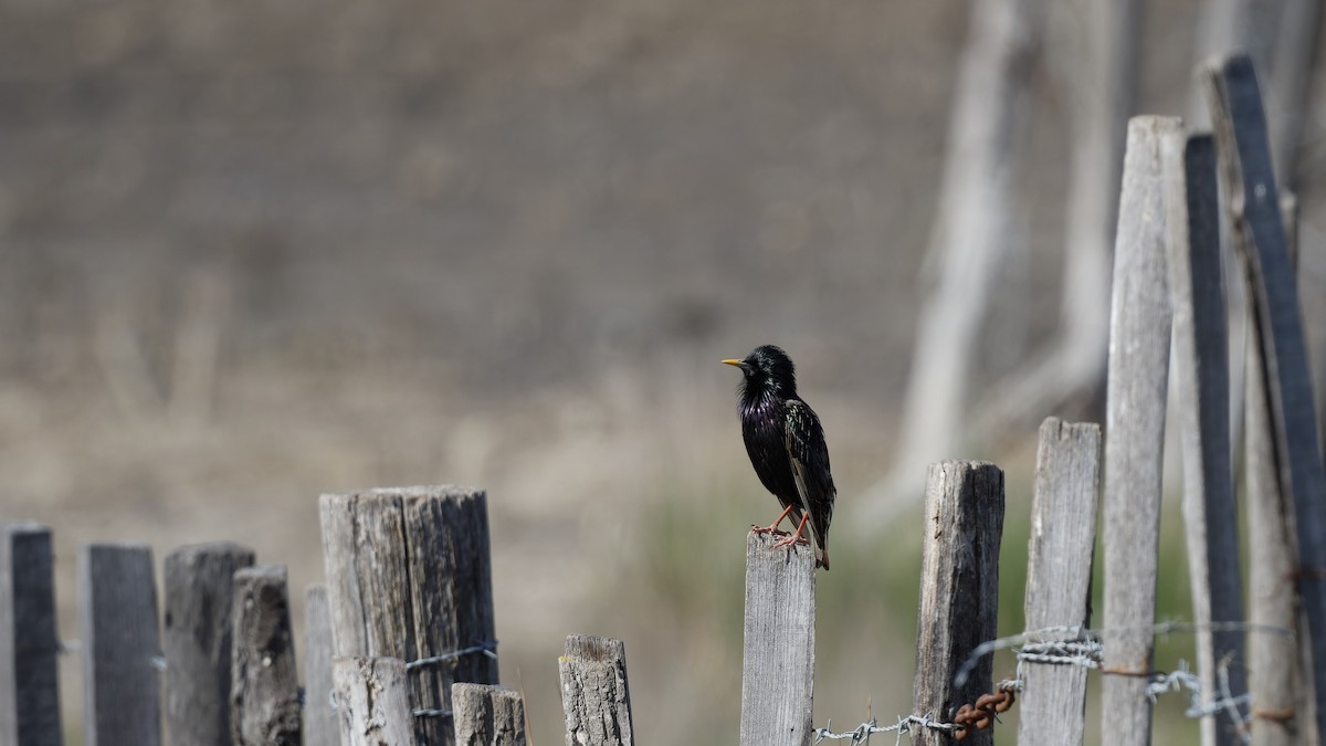 Spotless Starling - ML644765757