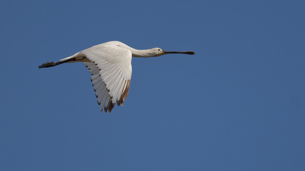Eurasian Spoonbill - ML644765764