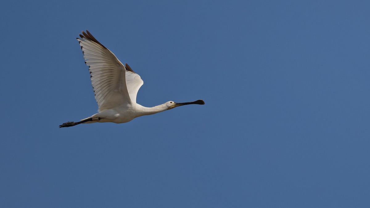 Eurasian Spoonbill - ML644765765