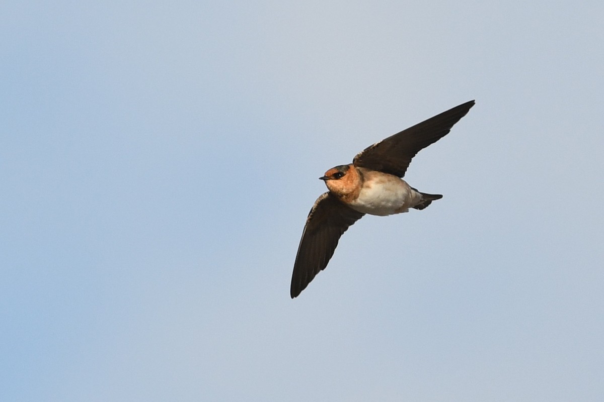 Cave Swallow - ML644765766