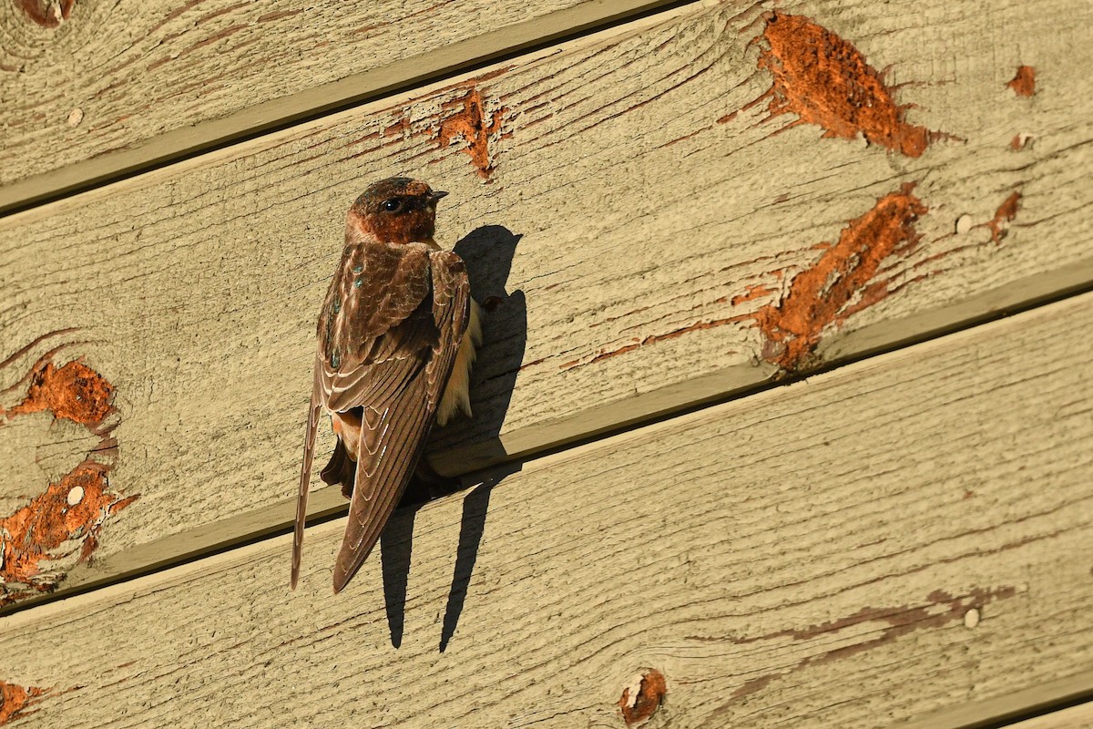 Cliff Swallow - ML644765769