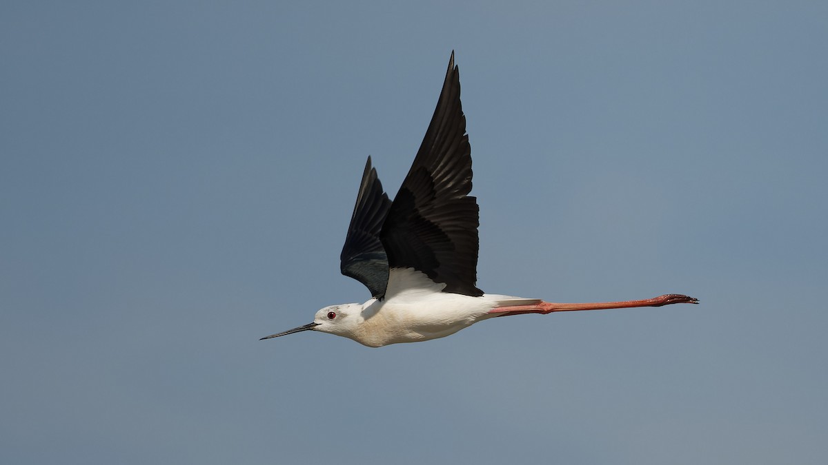 Black-winged Stilt - ML644765772