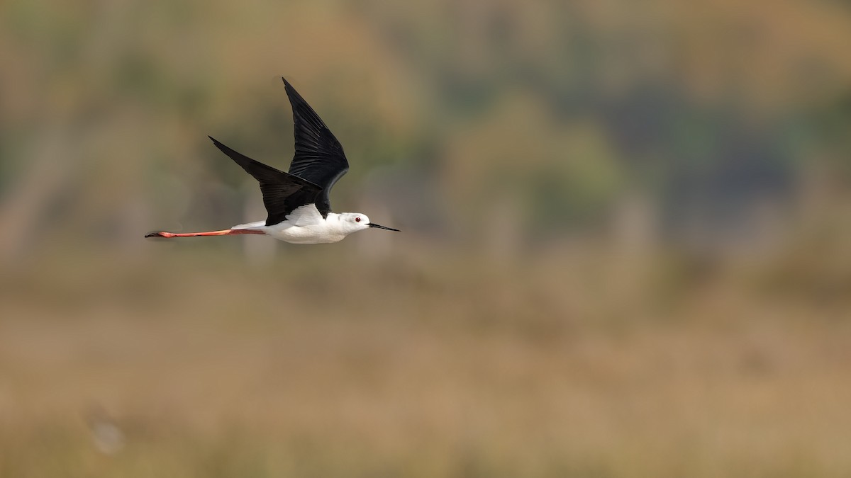 Black-winged Stilt - ML644765773