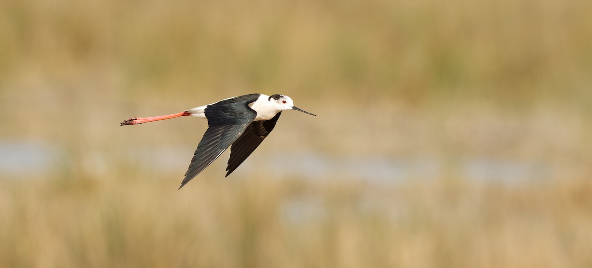 Black-winged Stilt - ML644765774