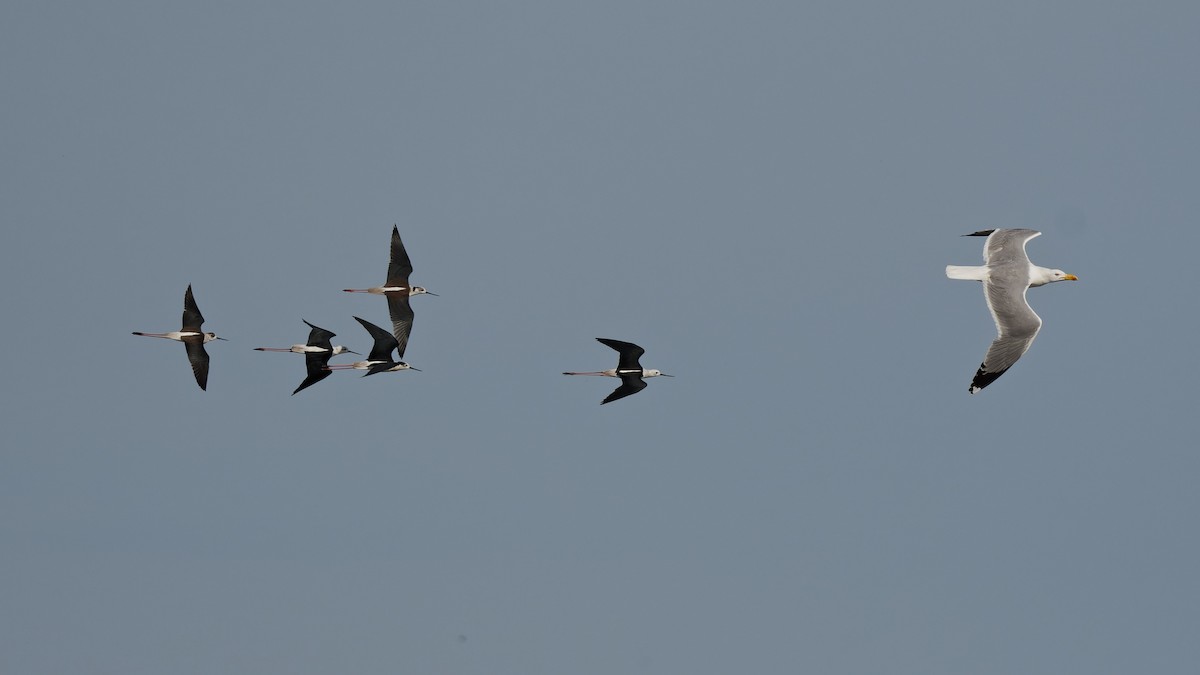 Black-winged Stilt - ML644765776