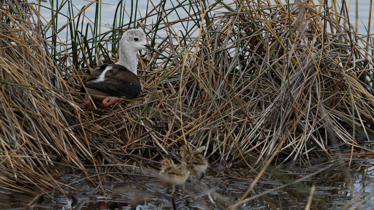 Black-winged Stilt - ML644765777
