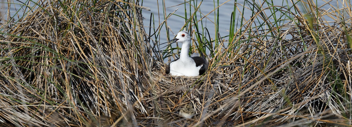 Black-winged Stilt - ML644765778