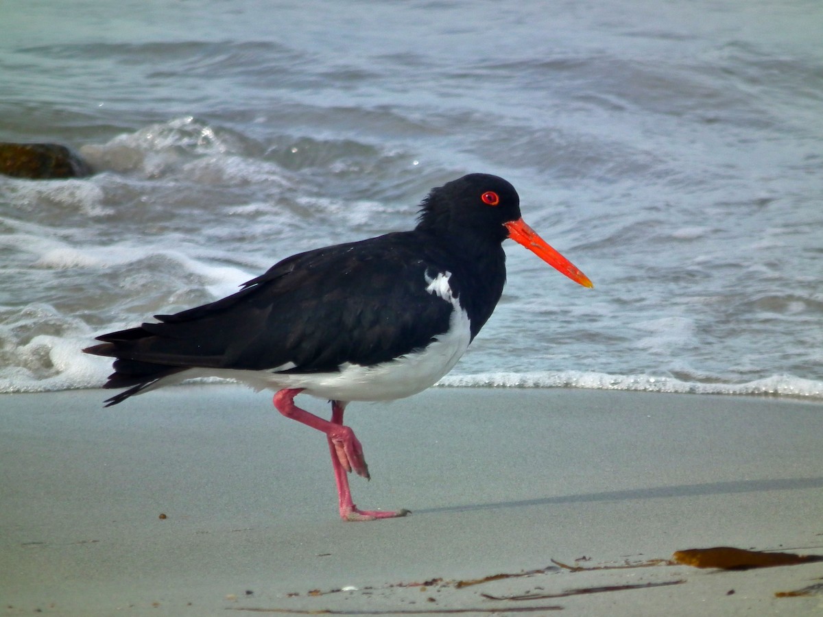Pied Oystercatcher - ML644765789