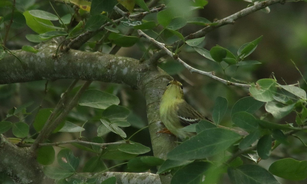 Blackpoll Warbler - ML644765799