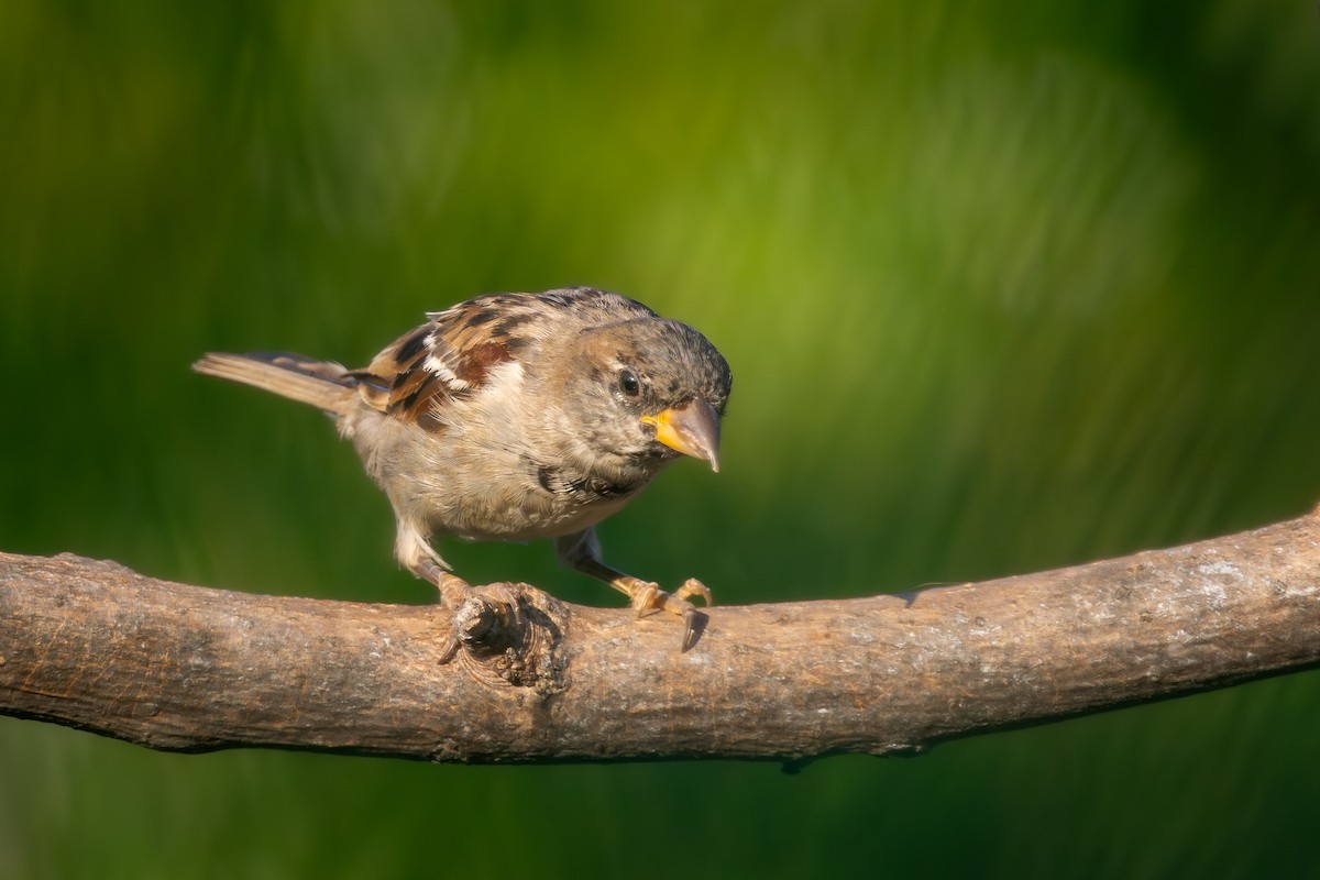דרור הבית - ML644765806