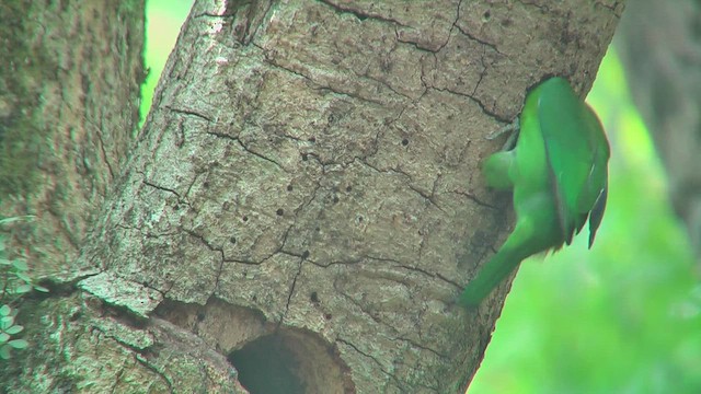 Blue-throated Barbet (Red-crowned) - ML644765809