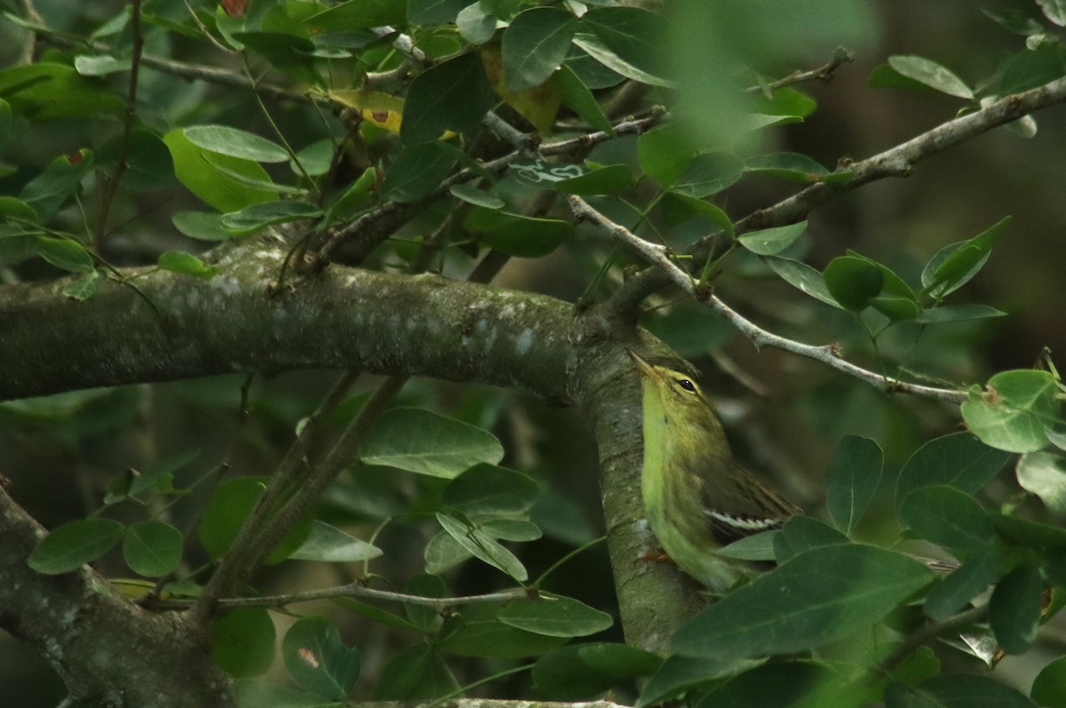 Blackpoll Warbler - ML644765810